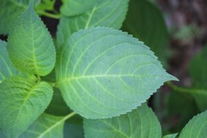 Big leaf hydrangea leaf