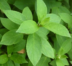 Panicle hydrangea foliag