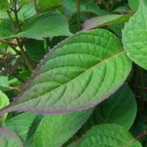 Hydrangea serrata foliage showing typical notching and colored edges