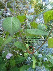 Mountain Hydrangea that was "pinch pruned" last year