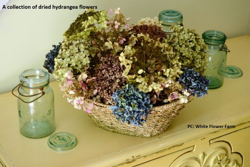 Dried hydrangea flowers in a table arrangement