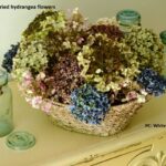 Dried hydrangea flowers in a table arrangement