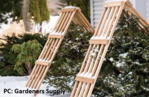 Winter protection for shrubs using an A-Frame