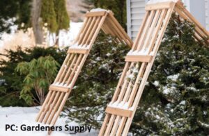 Winter protection for hydrangeas using an A-Frame