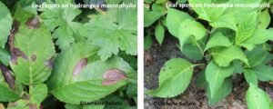 Leaf spots on big leaf hydrangea macrophylla