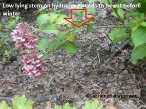 Low lying hydrangea stem 