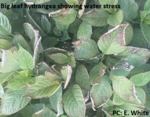 Big leaf hydrangea showing water stress