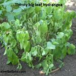 Thirsty big leaf hydrangea