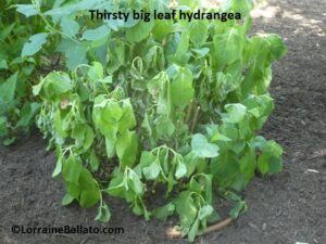 Thirsty big leaf hydrangea