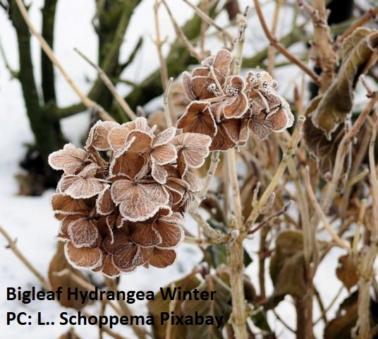 Bigleaf Hydrangea flower in winter