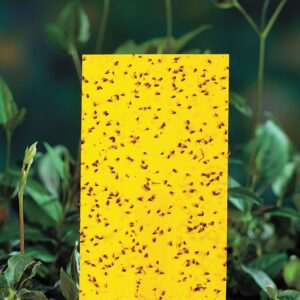 A Sticky Trap for insect identification
