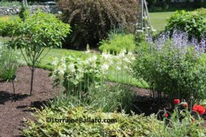 WHITE FLOWER FARM BORDER