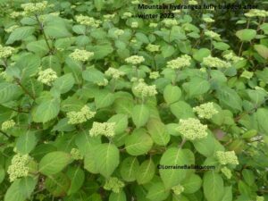 Mountain hydrangea fully budded after winter 2023