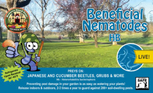 Beneficial Nematodes for Japanese Beetle grubs