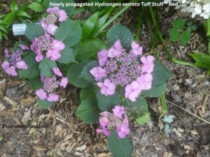 Hydrangea serrata Tuff Stuff Red propagated from cutting