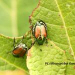 Japanese Beetles on Hydrangea Leaf