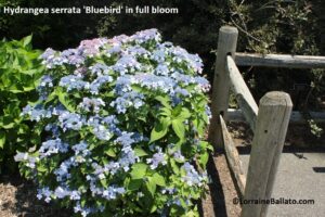 Hydrangea serrata 'Bluebird' in full bloom