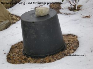 Nursery pot being used for winter protection