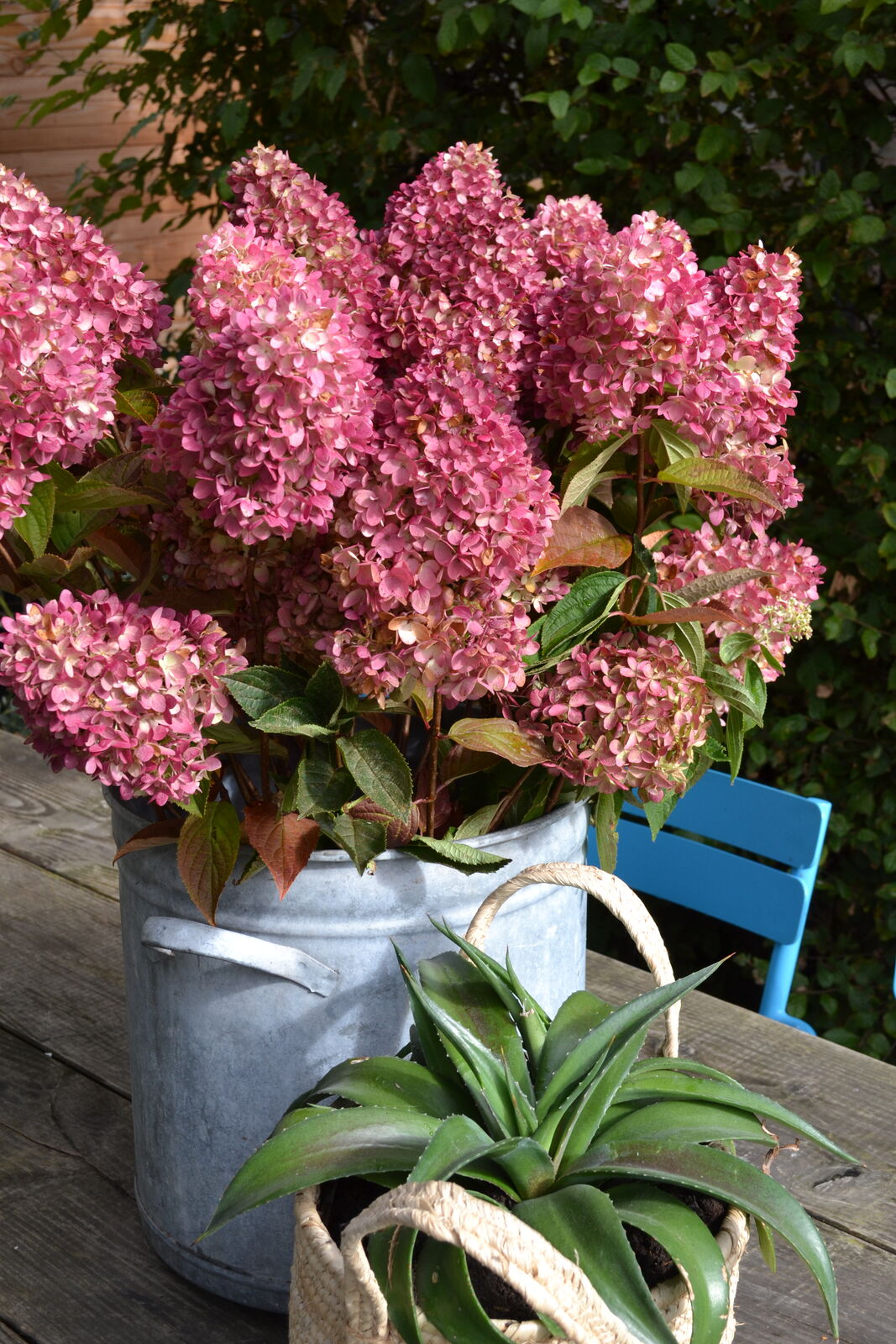 Hydrangeas for containers Archives - Lorraine Ballato