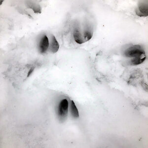 Deer tracks in snow