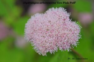Woodland hydrangea 'Eco Pink Puff'