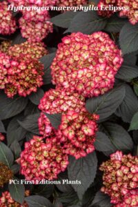 Big leaf hydrangea 'Eclipse' has very dark leaves and cranberry colored flowers
