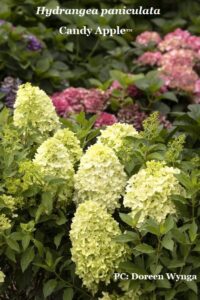 Panicle hydrangea 'Candy Apple'