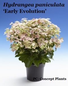 Panicle hydrangea 'Early Evolution'
