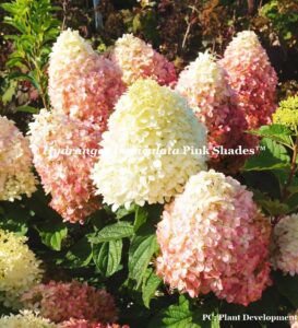 Panicle hydrangea 'Pink Shades'