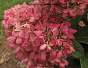 Panicle hydrangea 'Sweet Starlight'