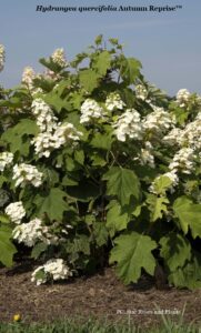 Oakleaf hydrangea 'Autumn Reprise'