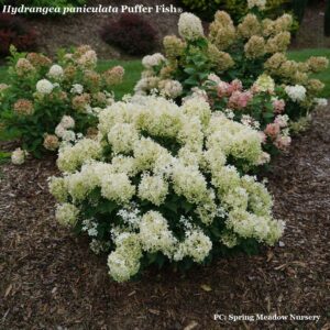 Panicle hydrangea 'Puffer Fish'