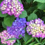 Big leaf hydrangea is a kaleidoscope of colors