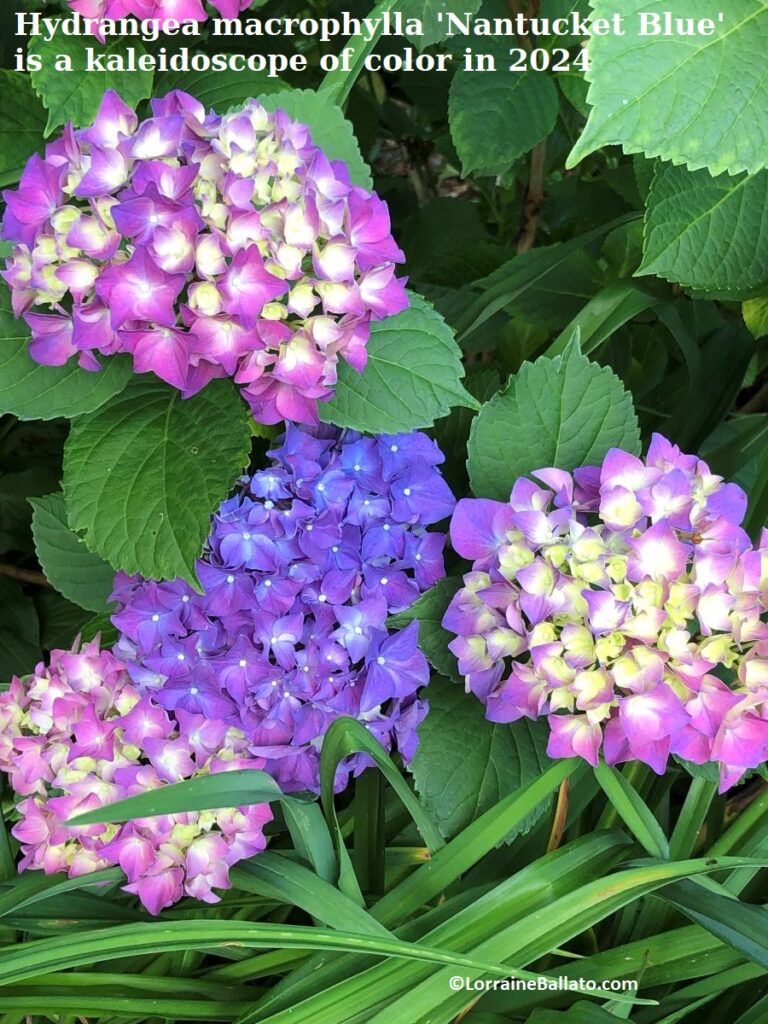 Big leaf hydrangea is a kaleidoscope of colors