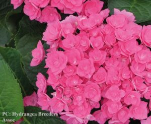 Photo of hydrangea macrophylla Haba Pink