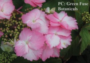 Photo of Hydrangea macrophylla 'Game Changer'