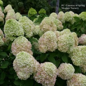 Photo of Hydrangea paniculata 'Popwerball'