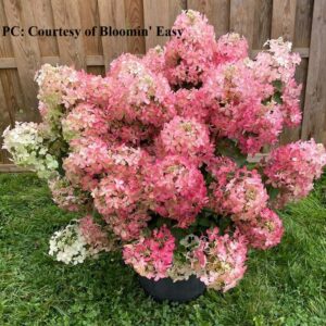 Photo of Hydrangea paniculata 'Hot Sauce'