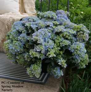 Photo of cascade hydrangea macrohylla Fairytrail Fresco