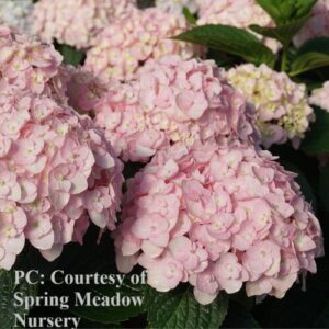Photo of Hydrangea macrophylla 'Wee Bit Innocent'
