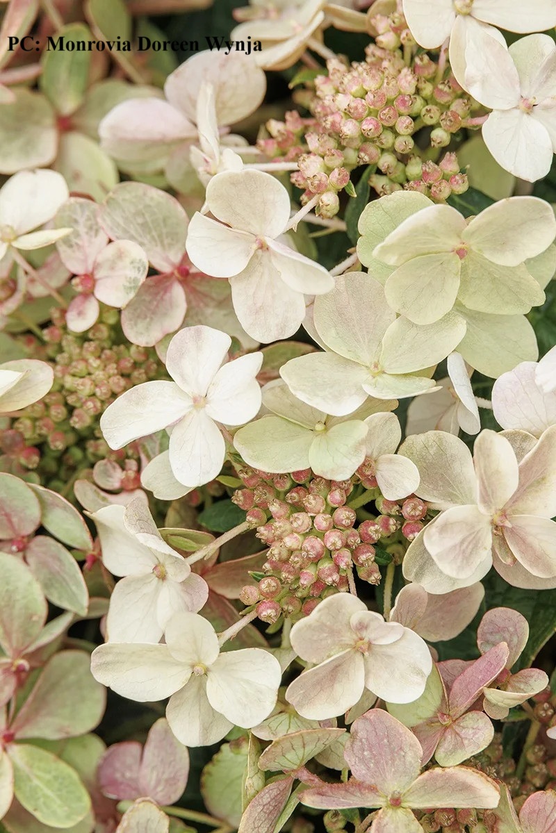 NEW HYDRANGEAS FOR 2025 - Lorraine Ballato