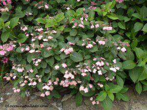 Hydrangea serrata Tuff Stuff Red 3 years after being propagated