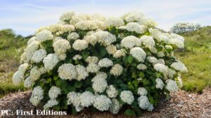 Hydrangea arborescens 'Flower Full'