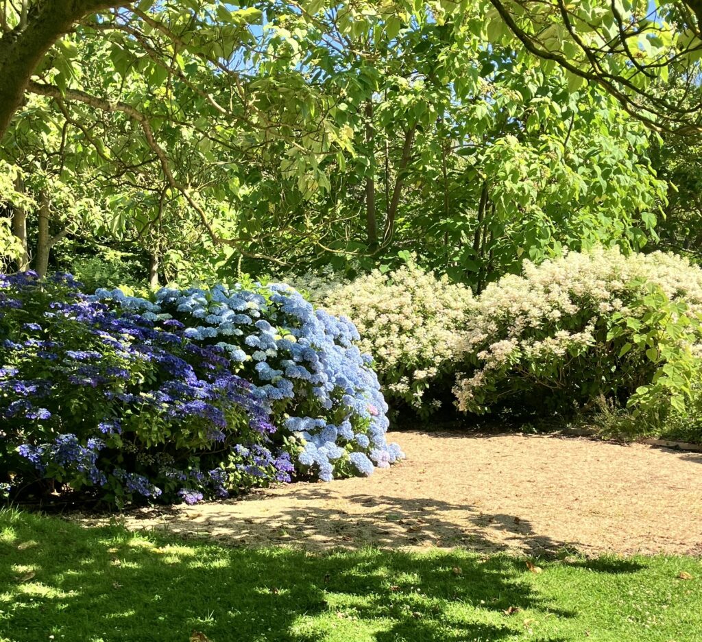 A garden view of big leaf and panicle hydrangeas