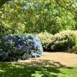 A garden view of big leaf and panicle hydrangeas