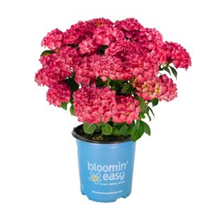 Hydrangea macrophylla 'Drama Queen'