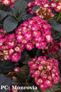 Hydrangea macrophylla Seaside Serenade Hanalei Bay sports dark foliage