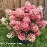 Hydrangea paniculata 'Hot Sauce'