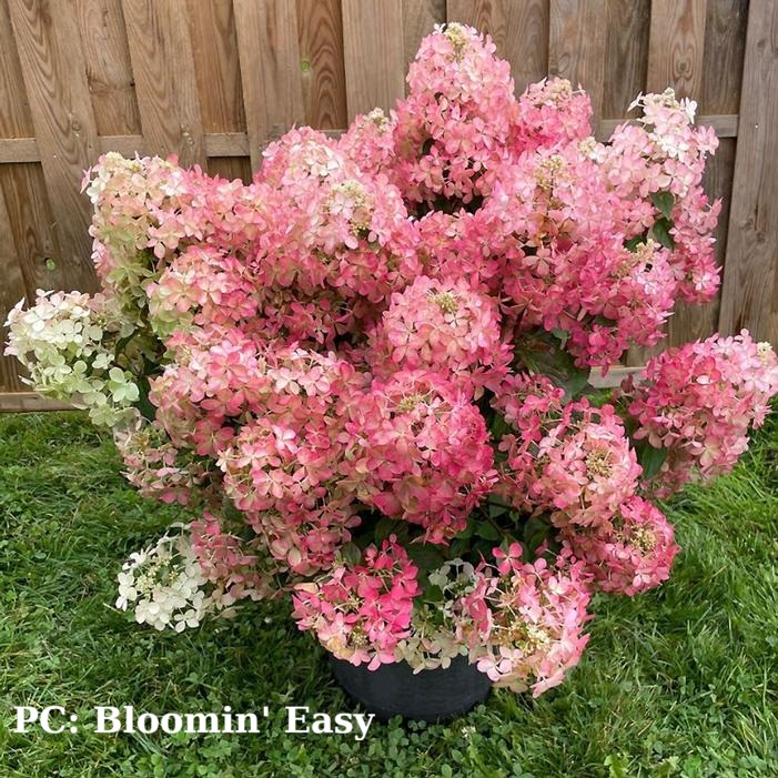 Hydrangea paniculata 'Hot Sauce'