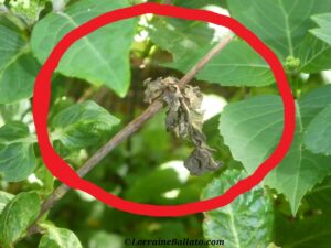 Bigleaf hydrangea stem with dead tip that needs to be removed